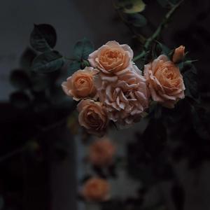 妓女毛茸茸茸茸户外妓女
